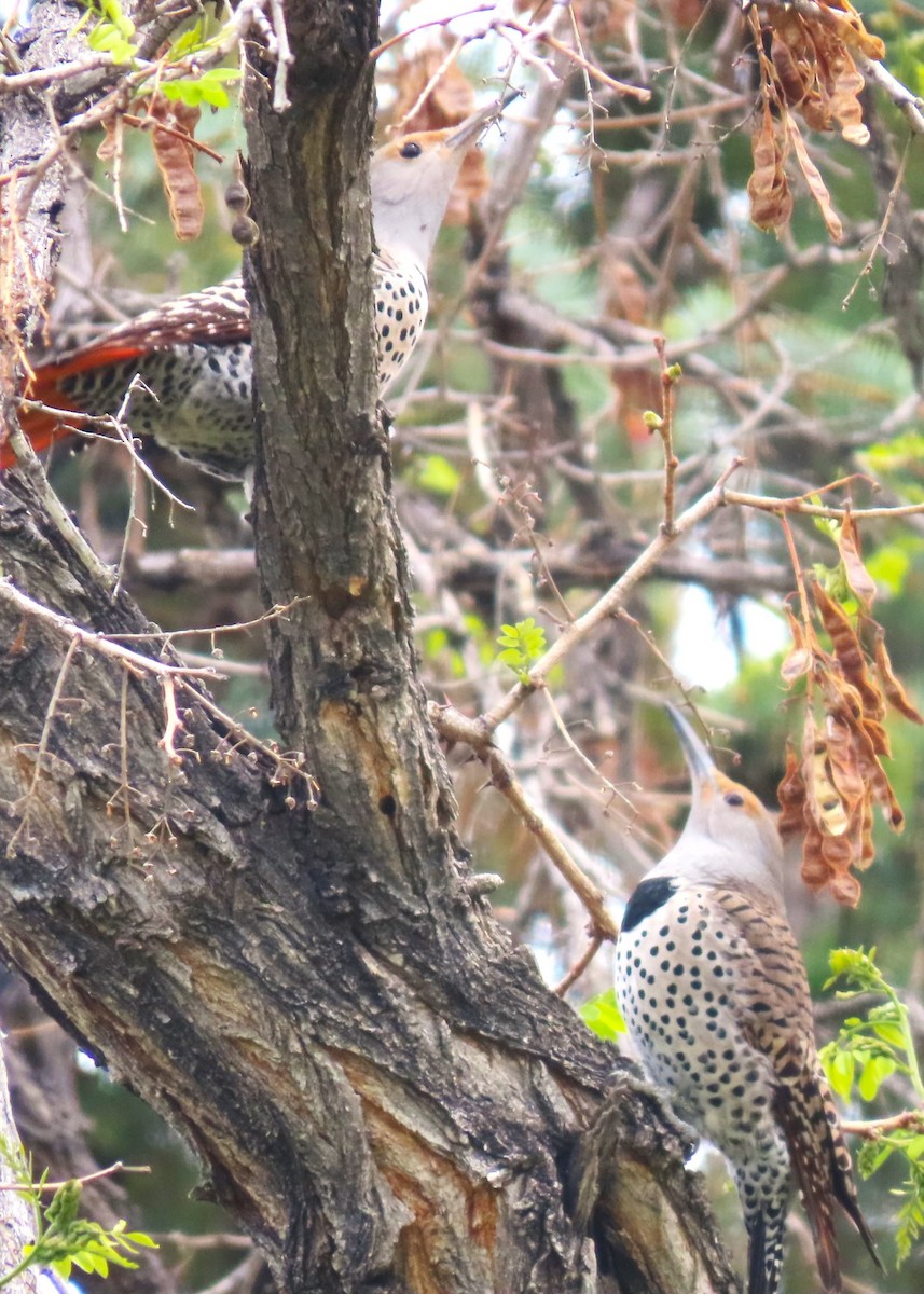 Northern Flicker (Red-shafted) - ML618754901