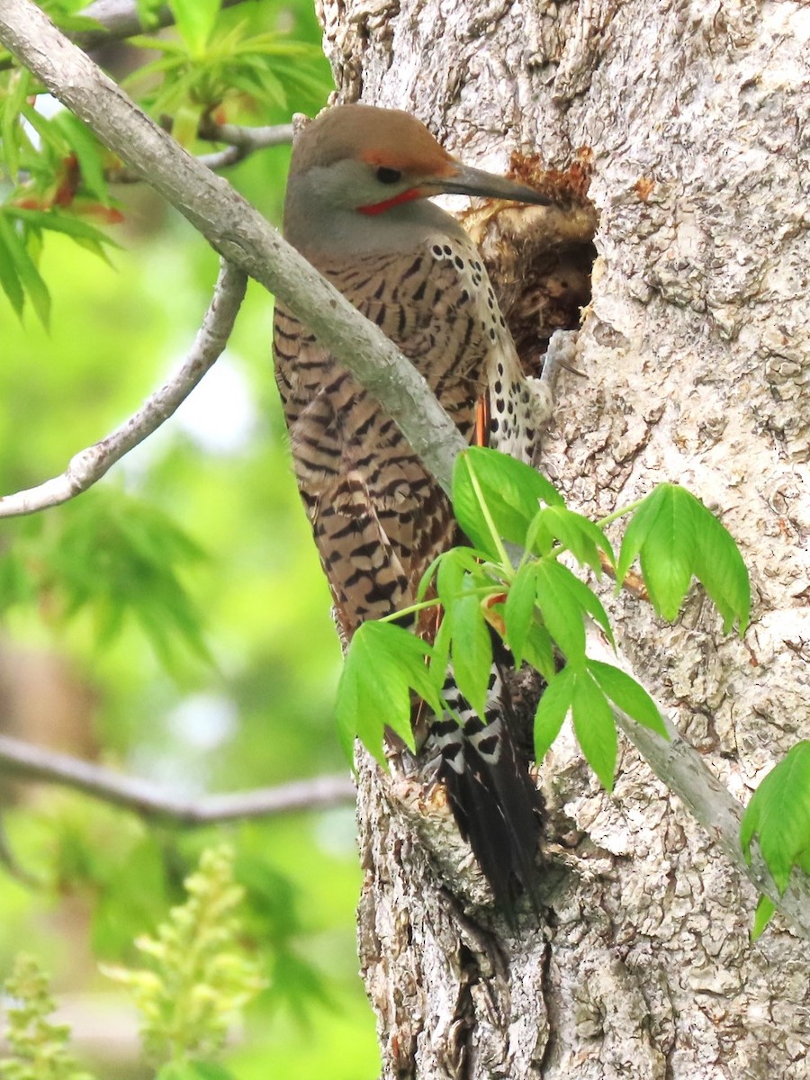 Northern Flicker (Red-shafted) - ML618754902