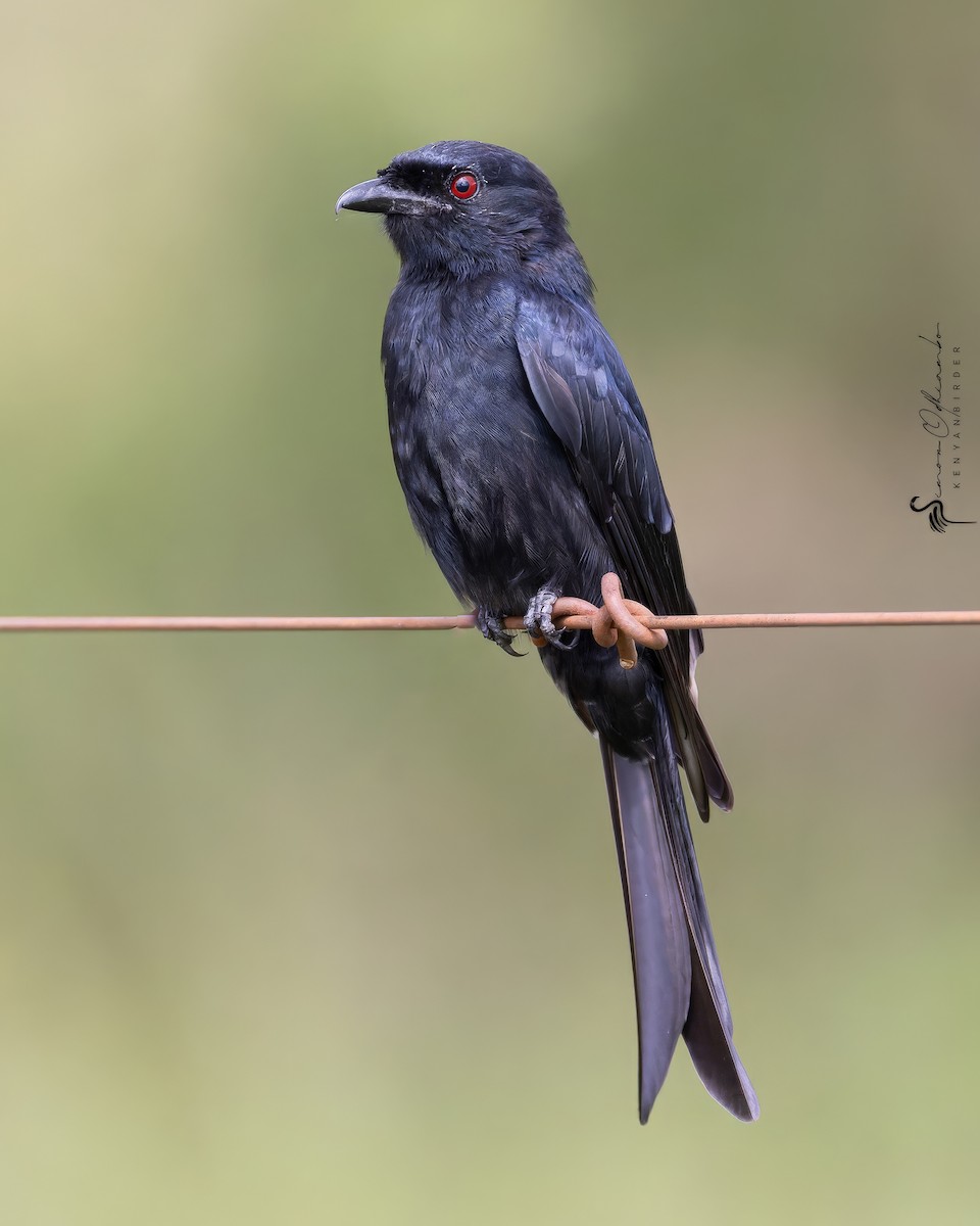 Fork-tailed Drongo - ML618754919