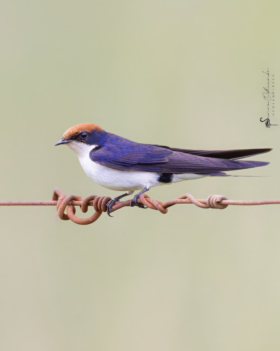 Wire-tailed Swallow - ML618754949