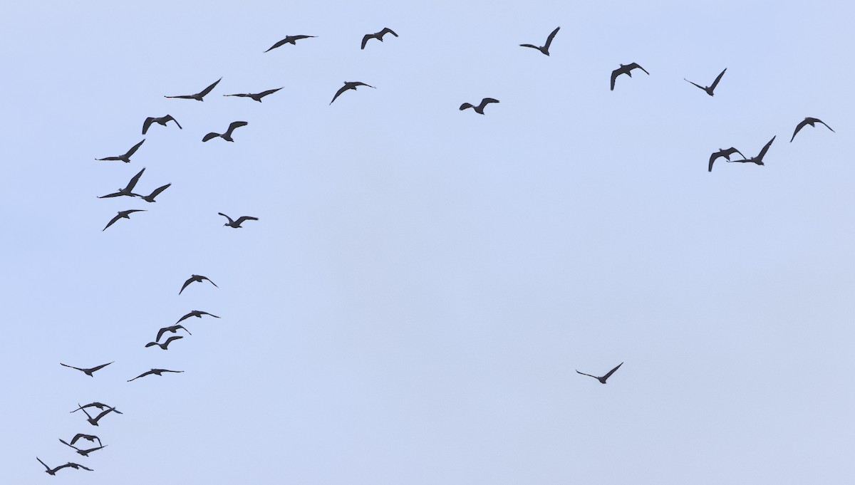 ibis andský - ML618754957