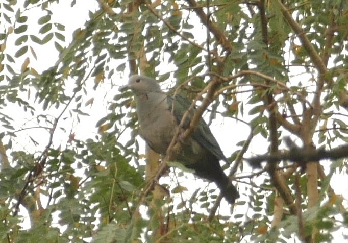 Green Imperial-Pigeon - ML618754958
