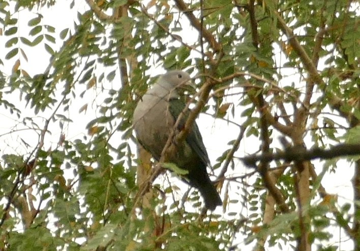 Green Imperial-Pigeon - ML618754959
