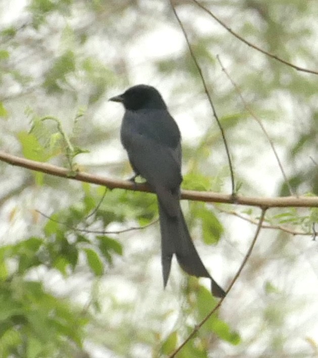 Hair-crested Drongo - ML618754983