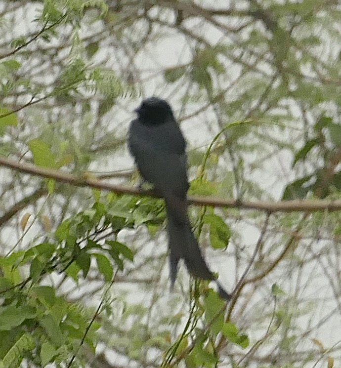 Hair-crested Drongo - ML618754984