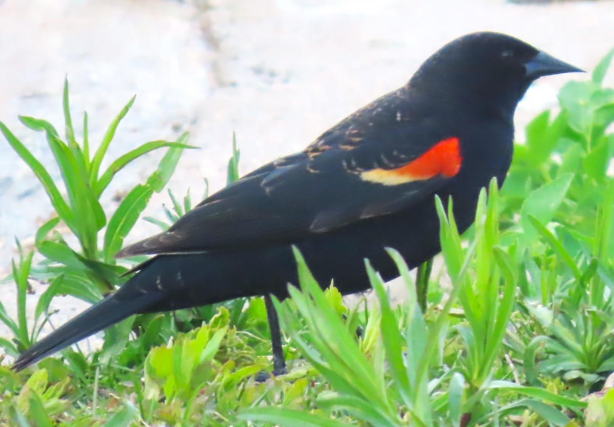 Red-winged Blackbird - ML618755023