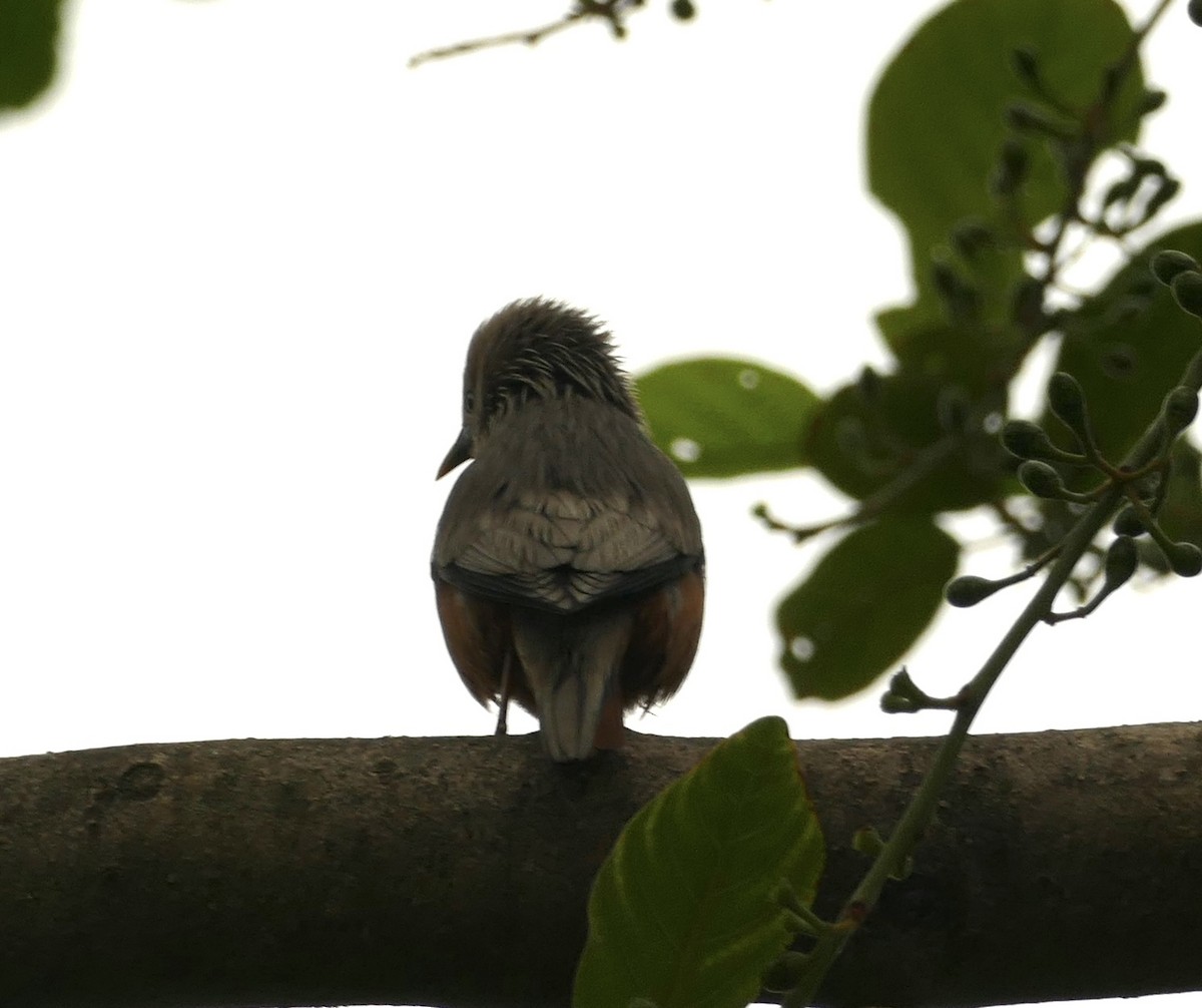 Chestnut-tailed Starling - ML618755031