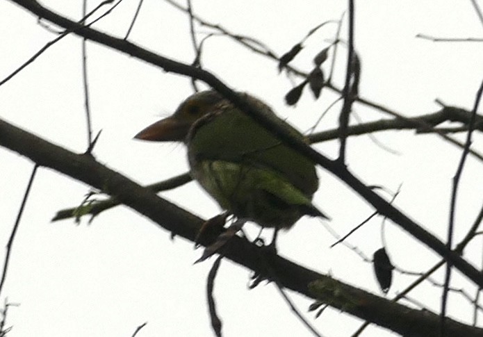 Lineated Barbet - ML618755044