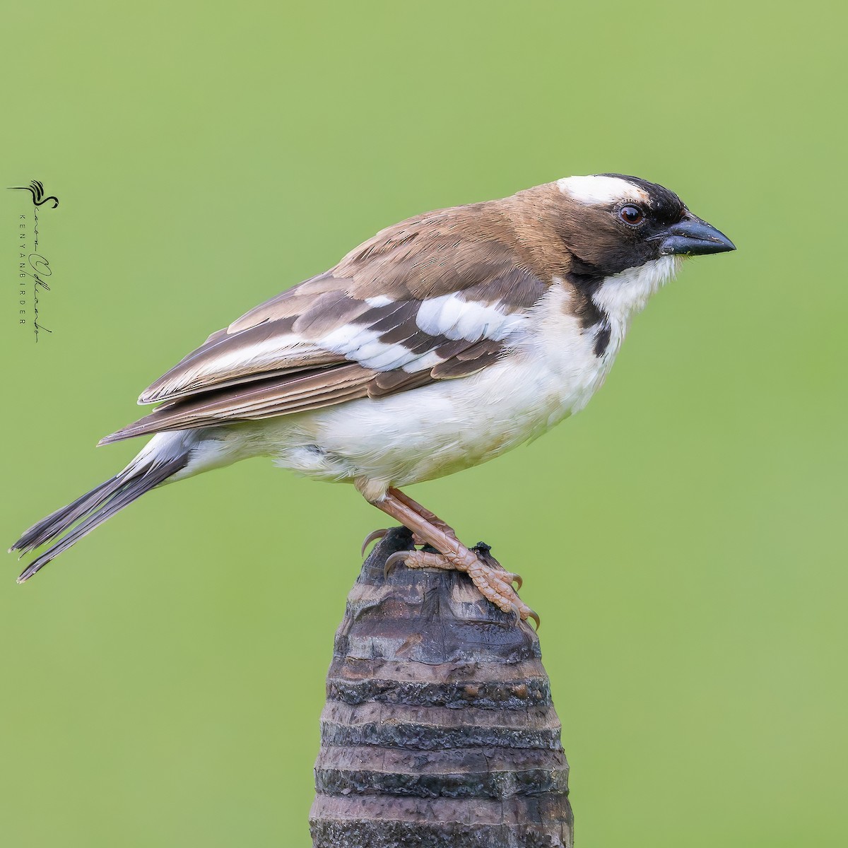 White-browed Sparrow-Weaver - ML618755065