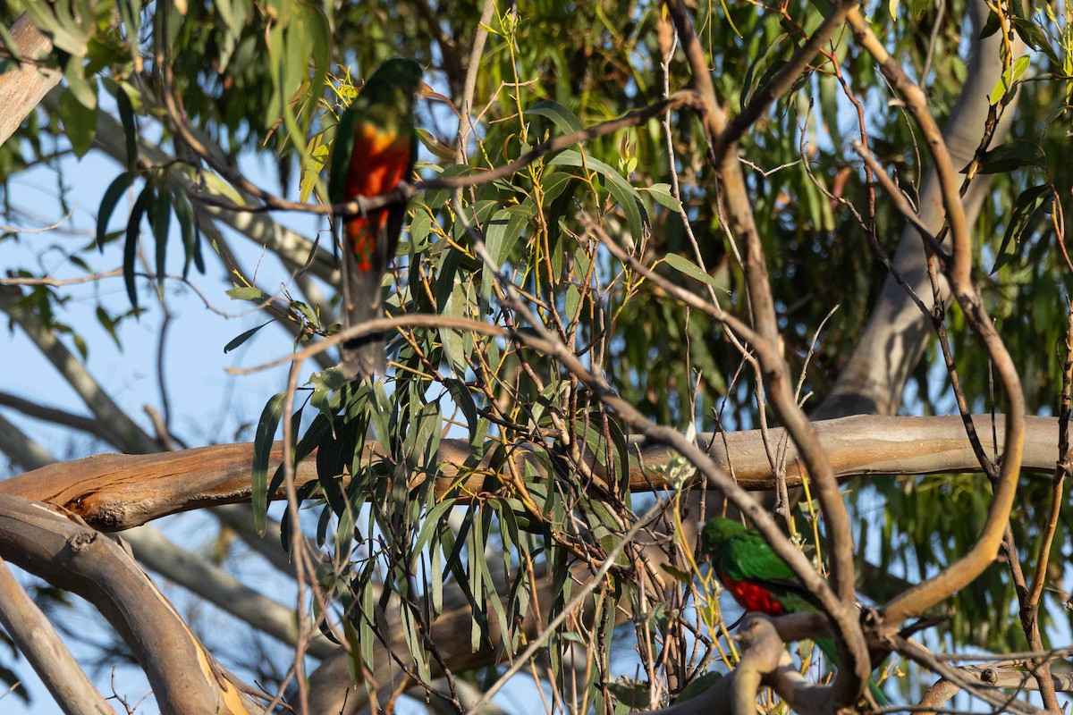 Australian King-Parrot - ML618755082