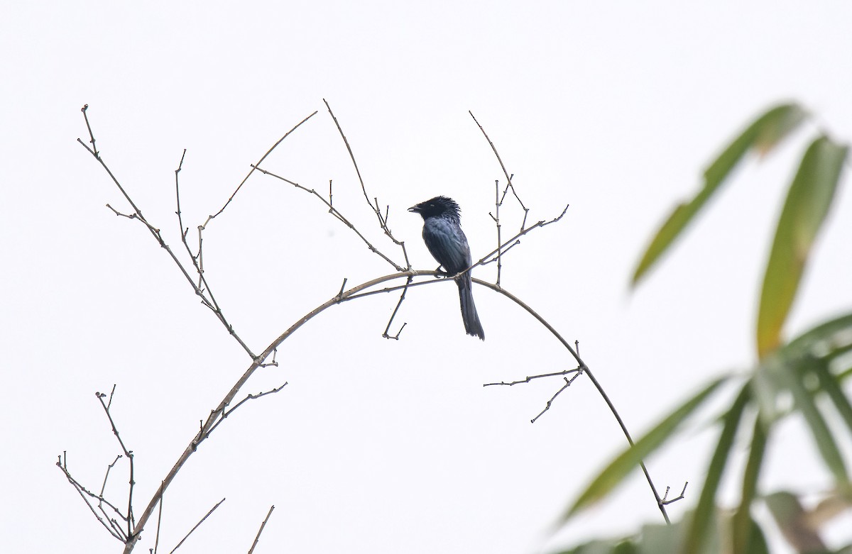 Lesser Racket-tailed Drongo - ML618755107