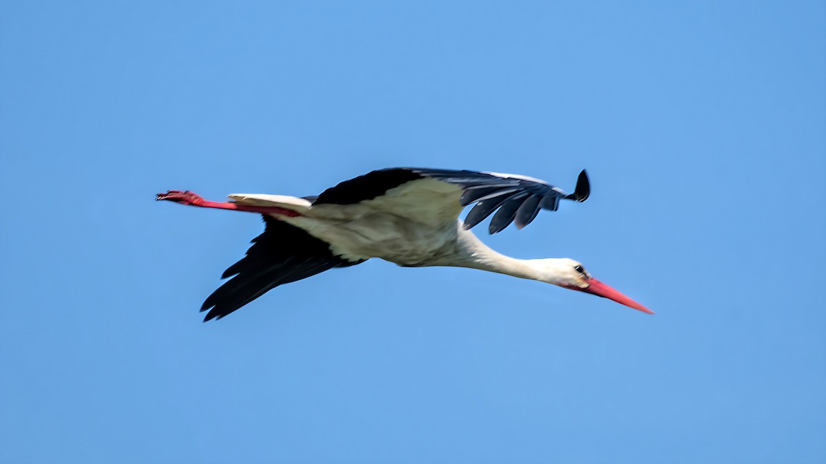 White Stork - ML618755108
