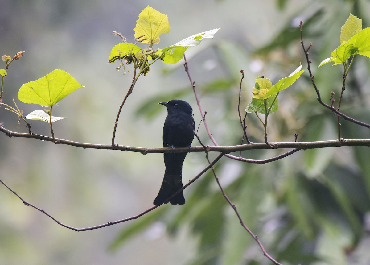 Square-tailed Drongo-Cuckoo - ML618755122
