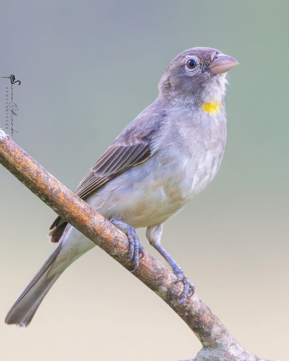 Yellow-spotted Bush Sparrow - ML618755127