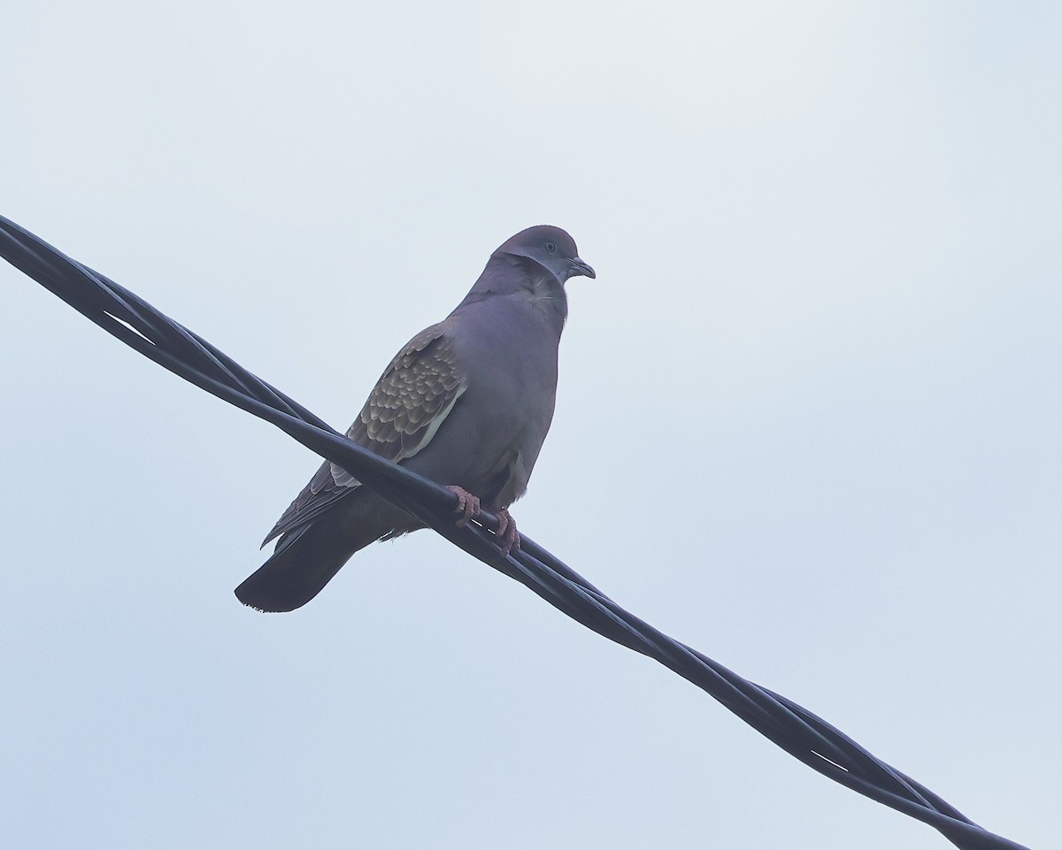 Spot-winged Pigeon - ML618755144