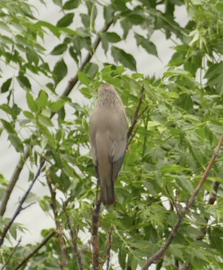 Chestnut-tailed Starling - ML618755176