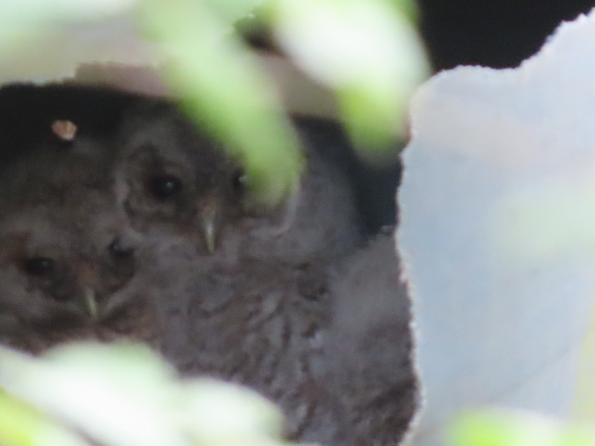 Tawny Owl - ML618755192