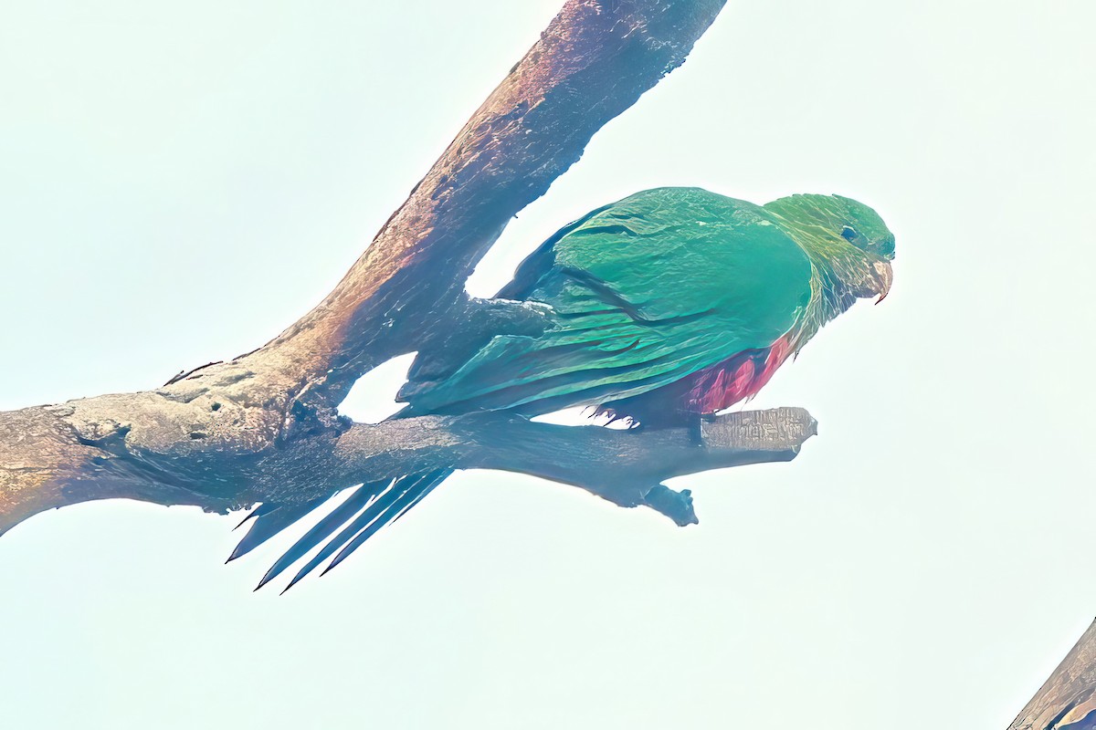 Avustralya Kral Papağanı - ML618755196