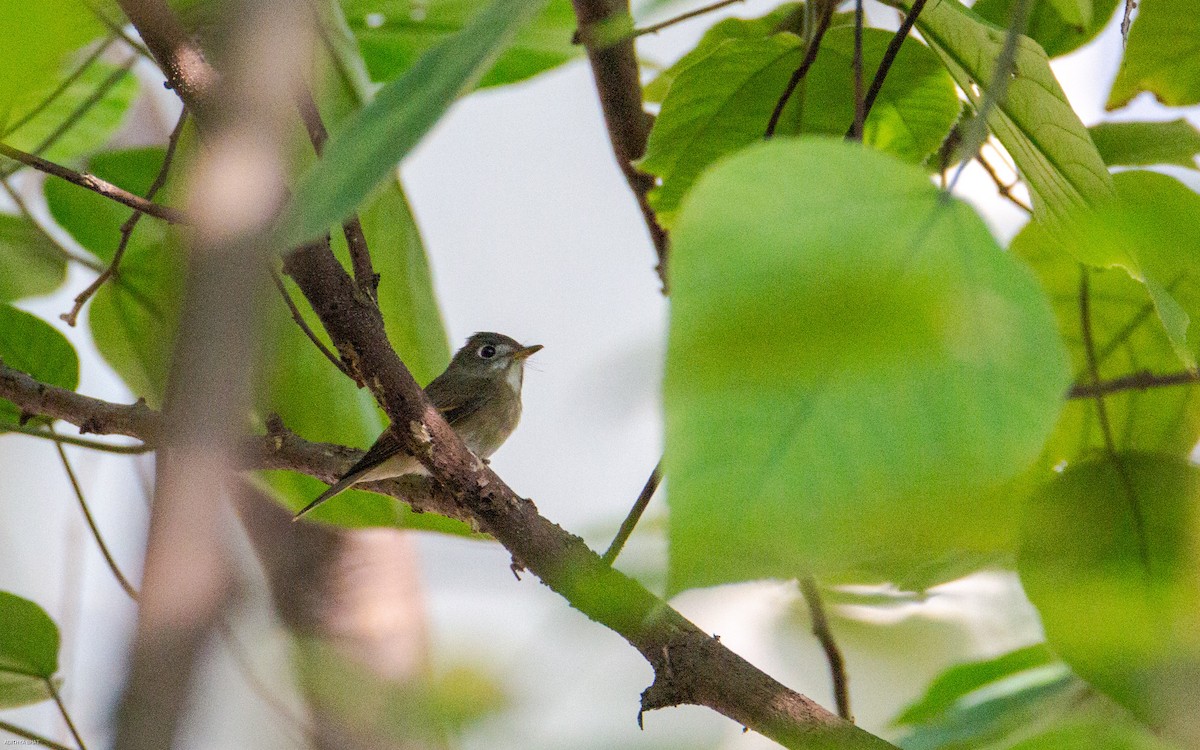 Brown-breasted Flycatcher - ML618755208