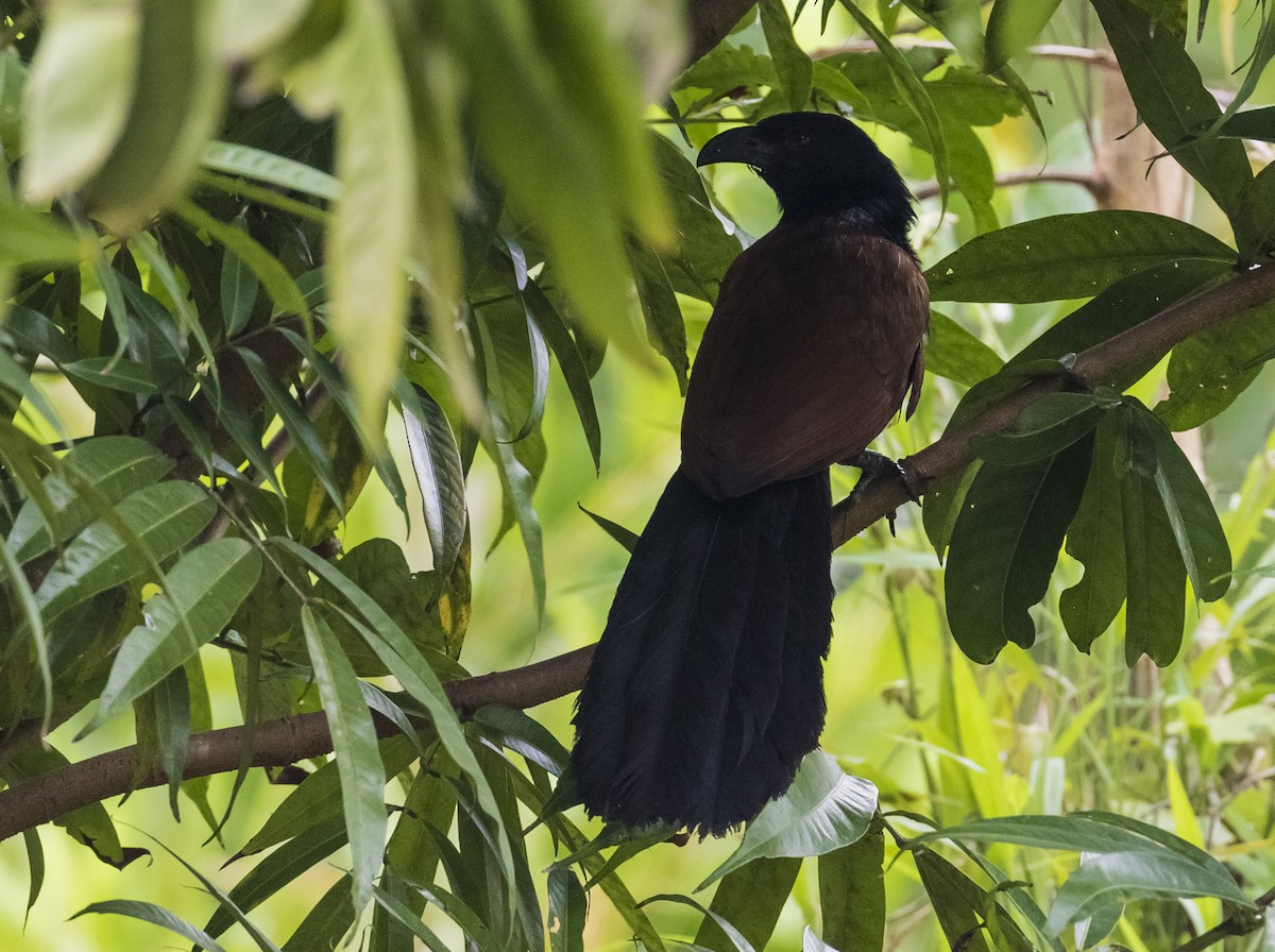 Greater Coucal - ML618755210