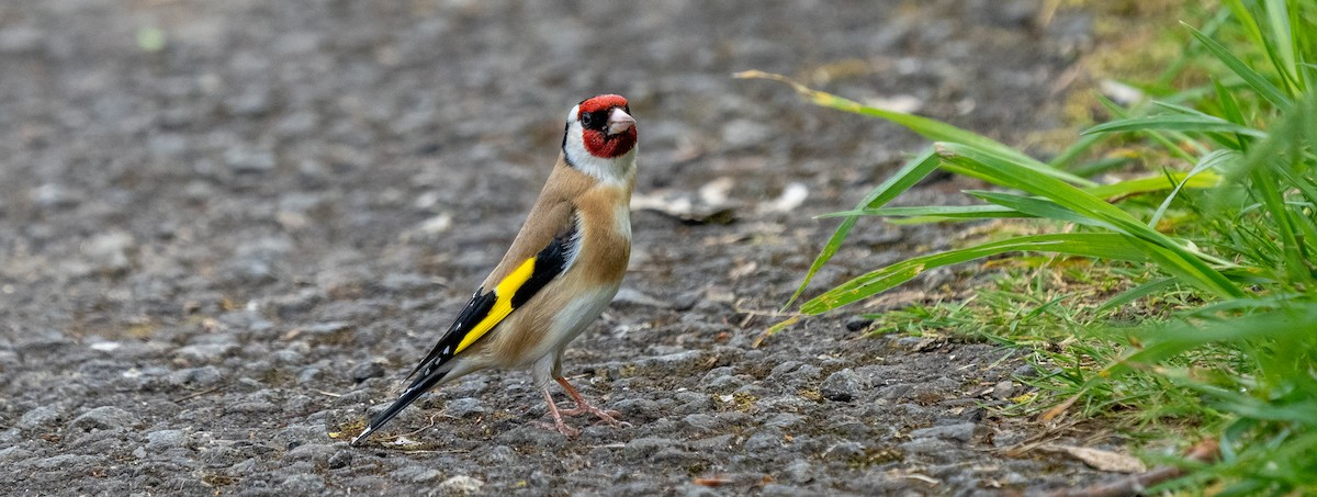 European Goldfinch (European) - ML618755218