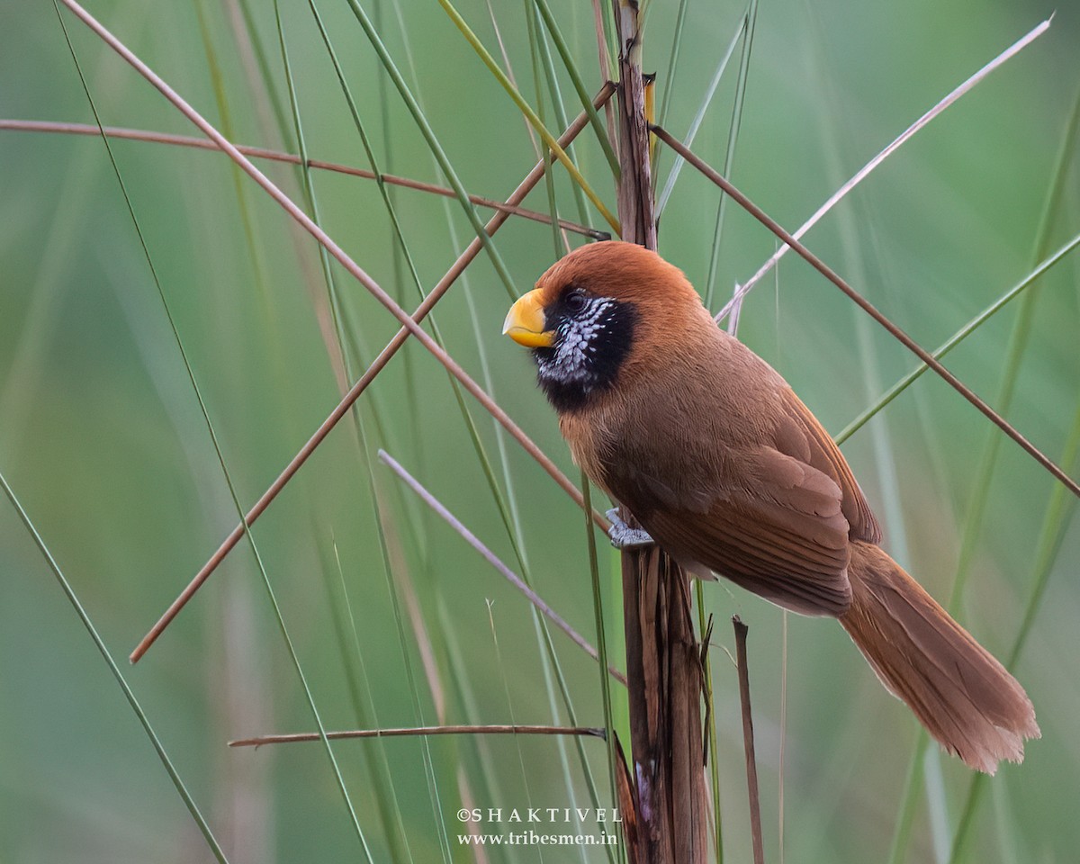 Black-breasted Parrotbill - ML618755240