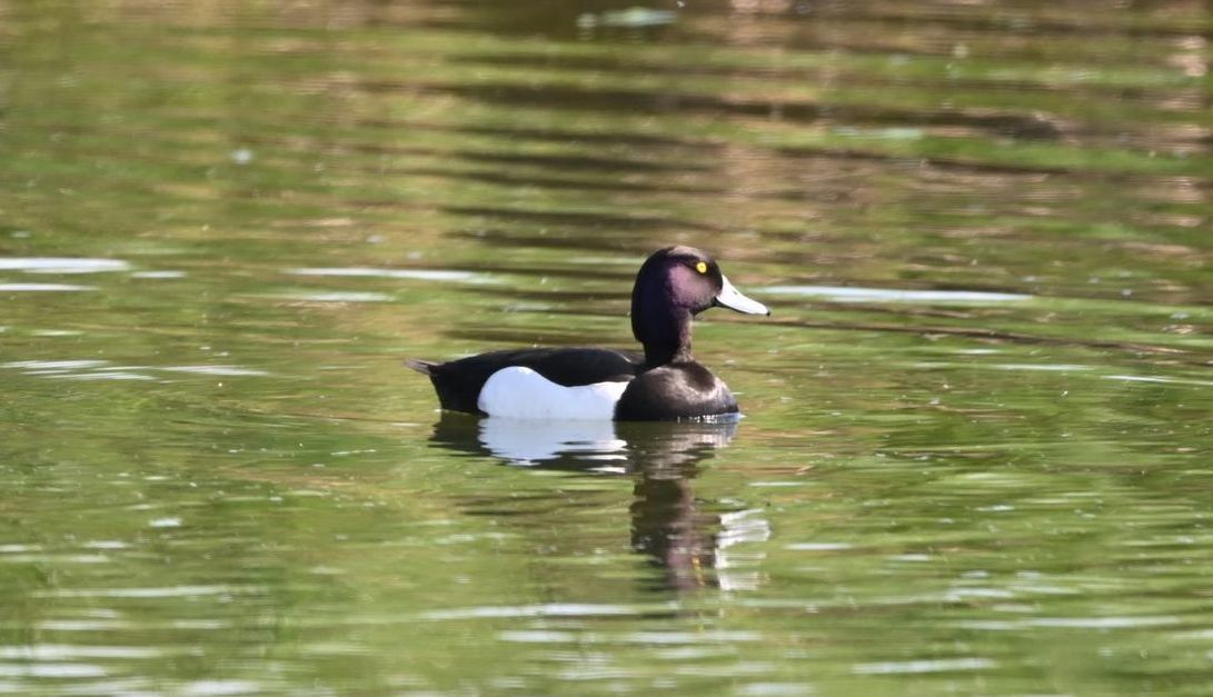Tufted Duck - ML618755245