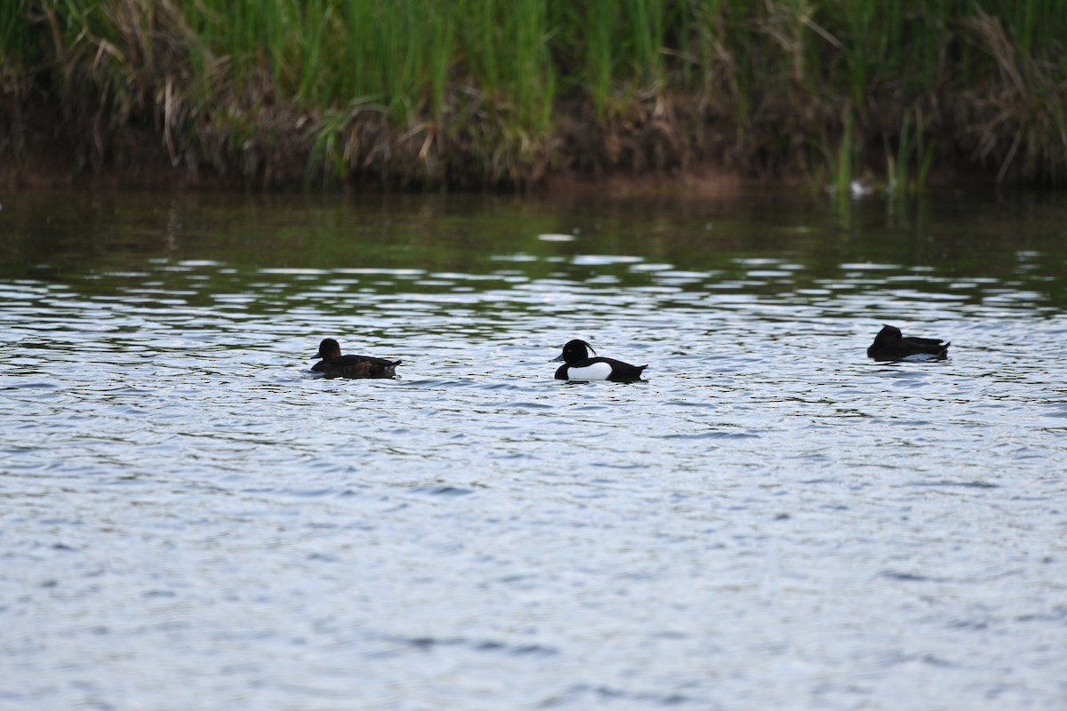 Tufted Duck - ML618755246