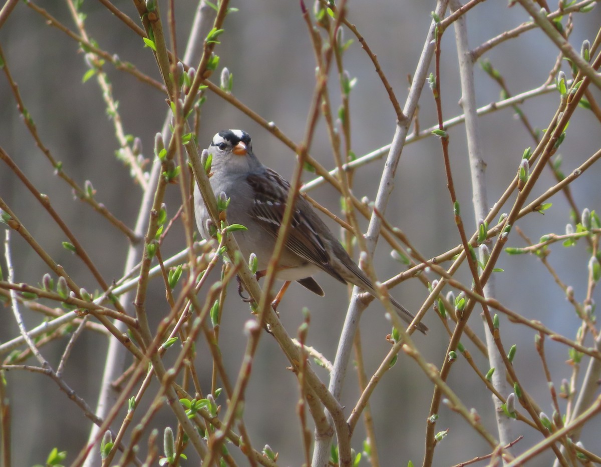 White-crowned Sparrow - ML618755303