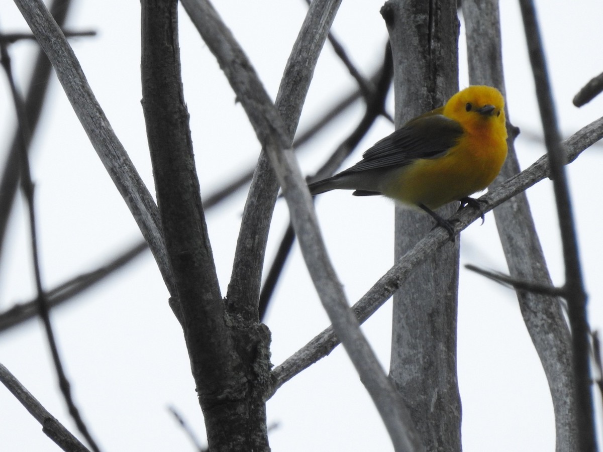 Prothonotary Warbler - ML618755341