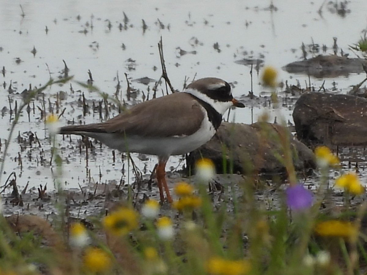 Common Ringed Plover - ML618755342