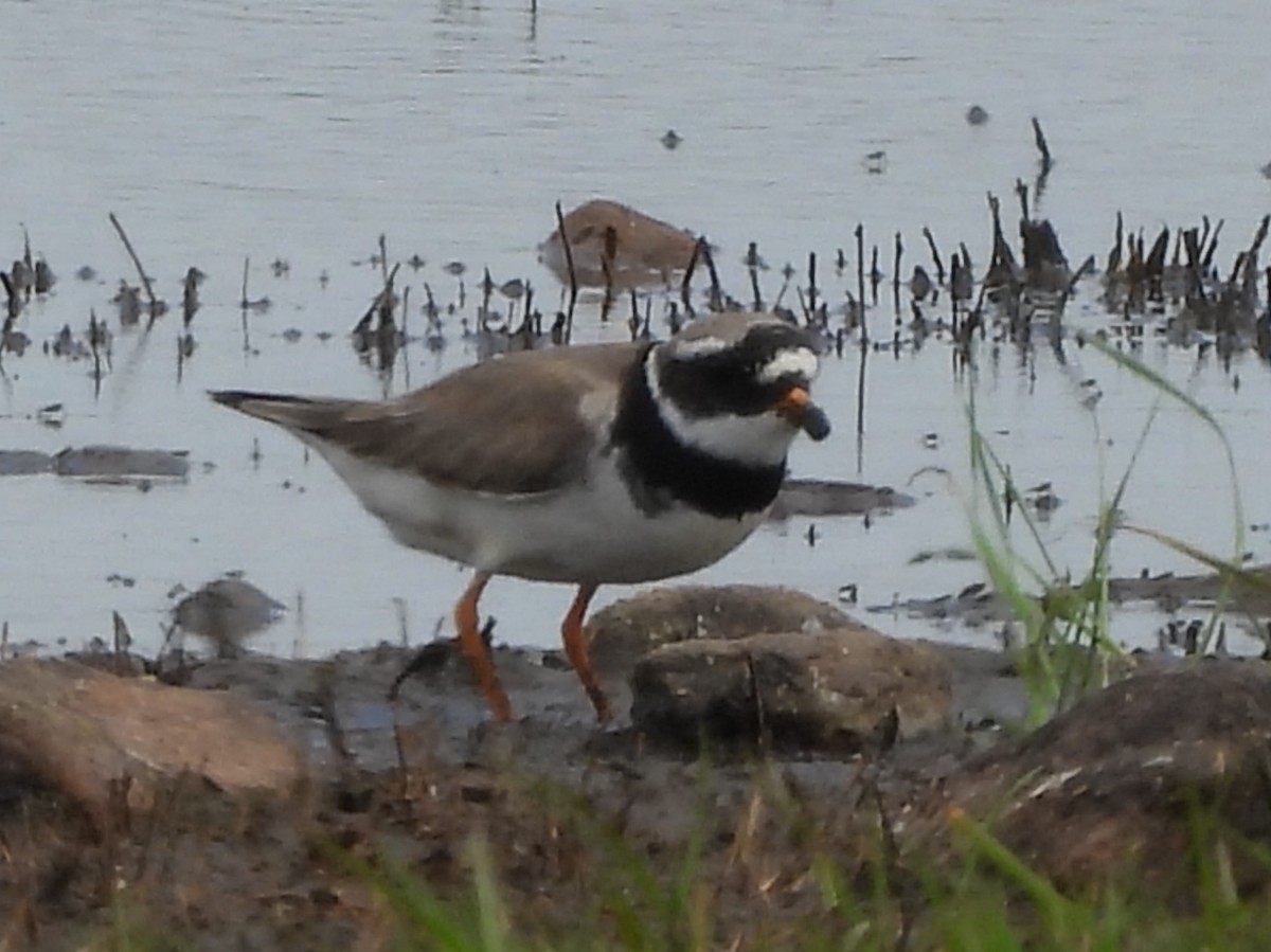 Common Ringed Plover - ML618755343