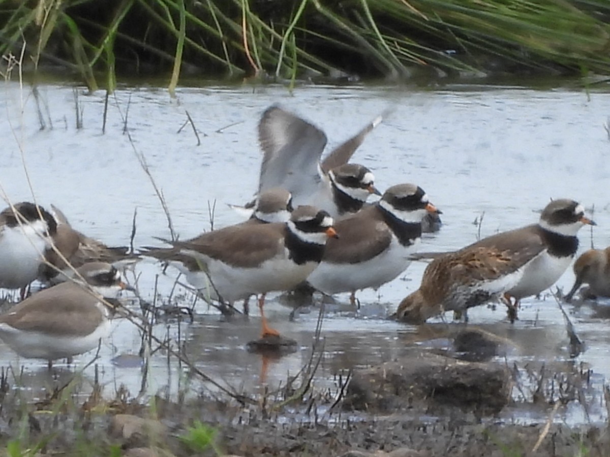 Common Ringed Plover - ML618755344