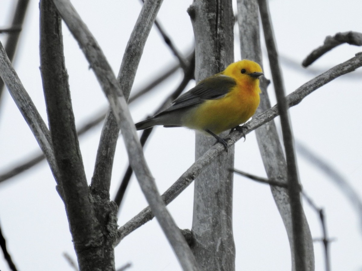 Prothonotary Warbler - ML618755347