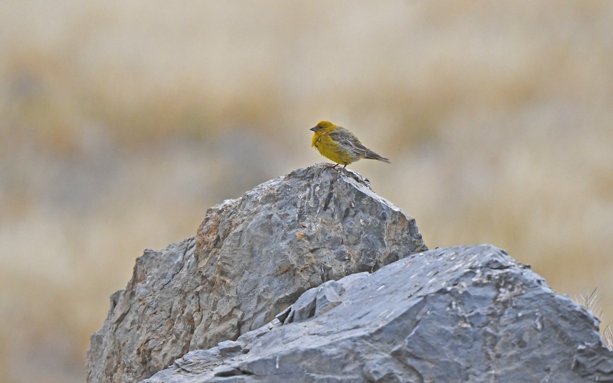 Greater Yellow-Finch - ML618755413