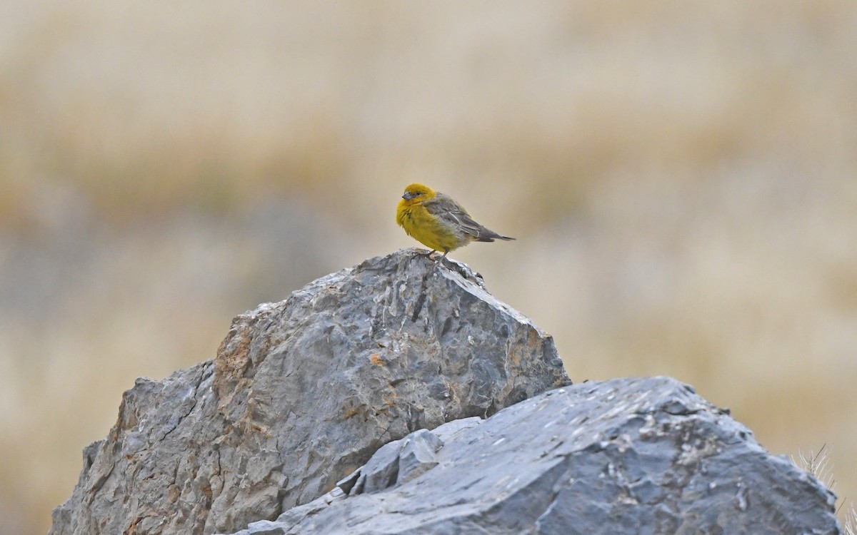 Greater Yellow-Finch - ML618755414