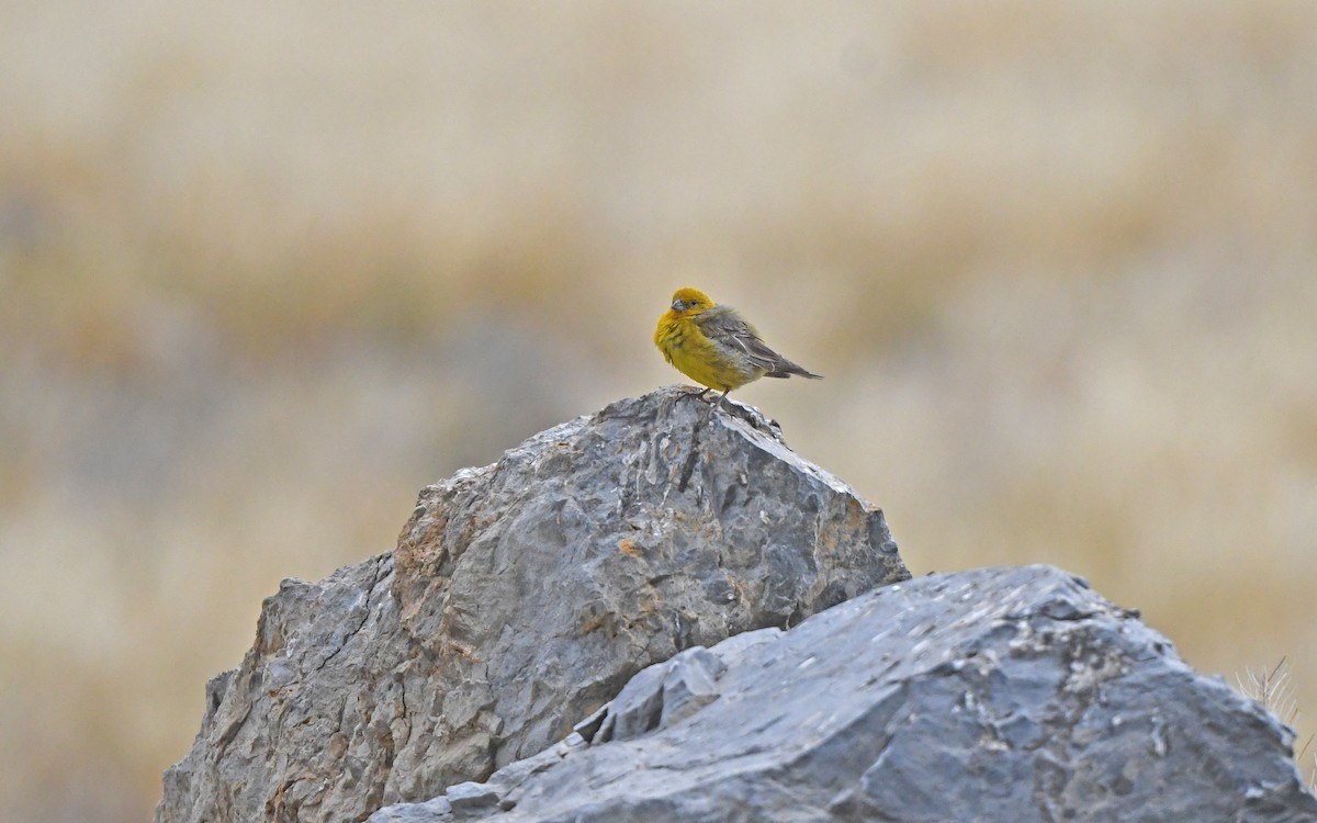 Greater Yellow-Finch - ML618755415