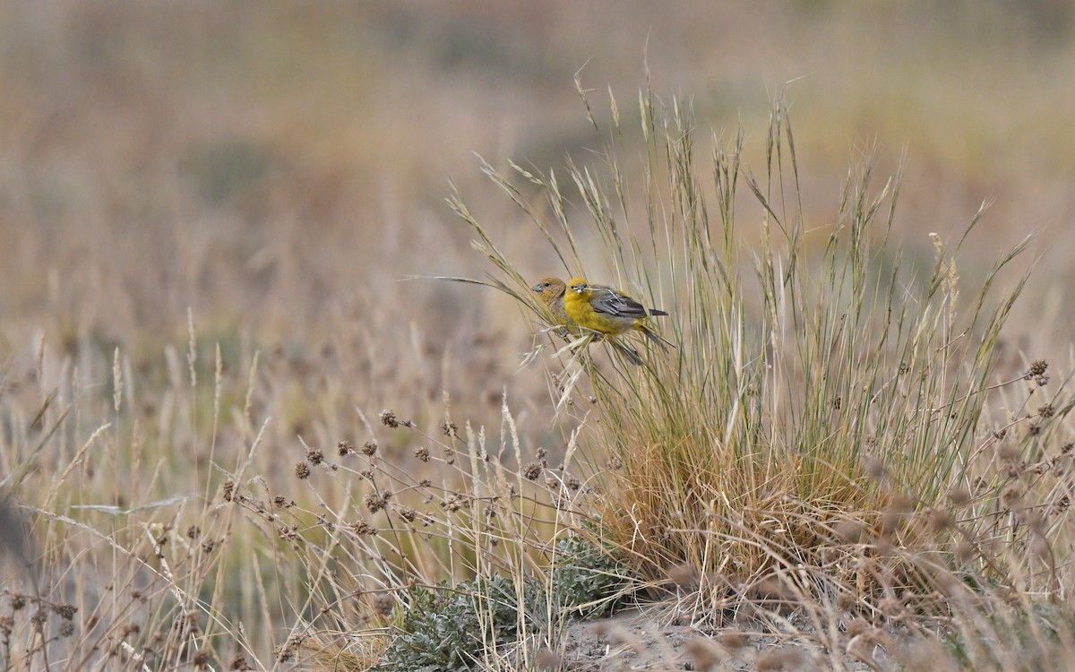 Greater Yellow-Finch - ML618755416
