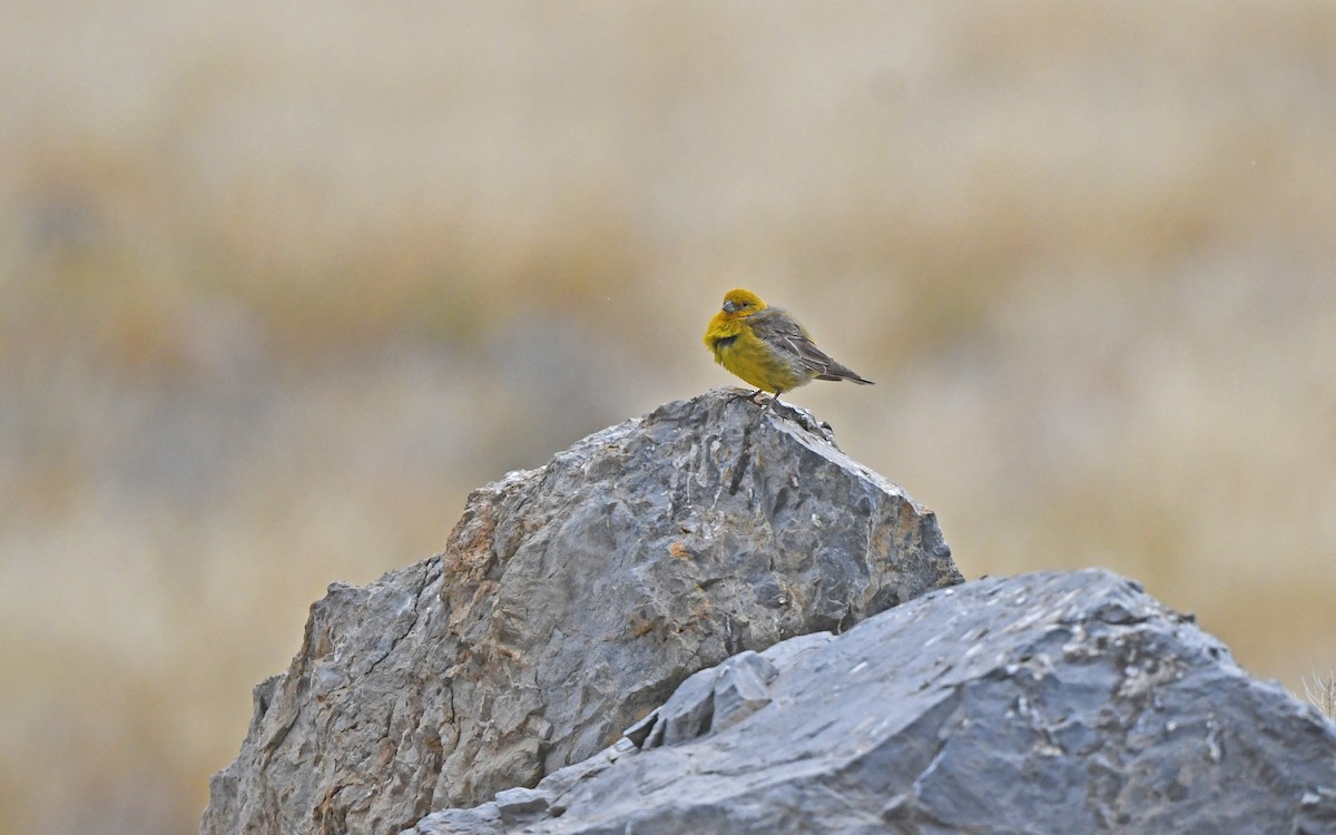 Greater Yellow-Finch - ML618755417