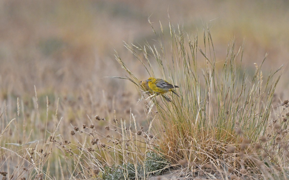 Greater Yellow-Finch - ML618755418