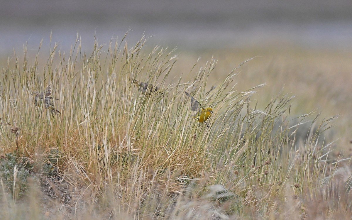Greater Yellow-Finch - ML618755419