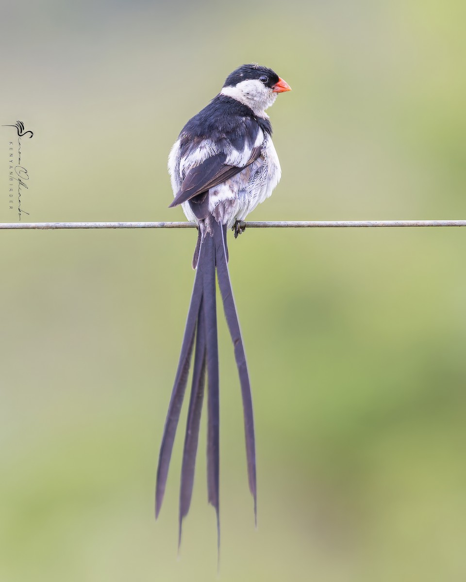Pin-tailed Whydah - ML618755421