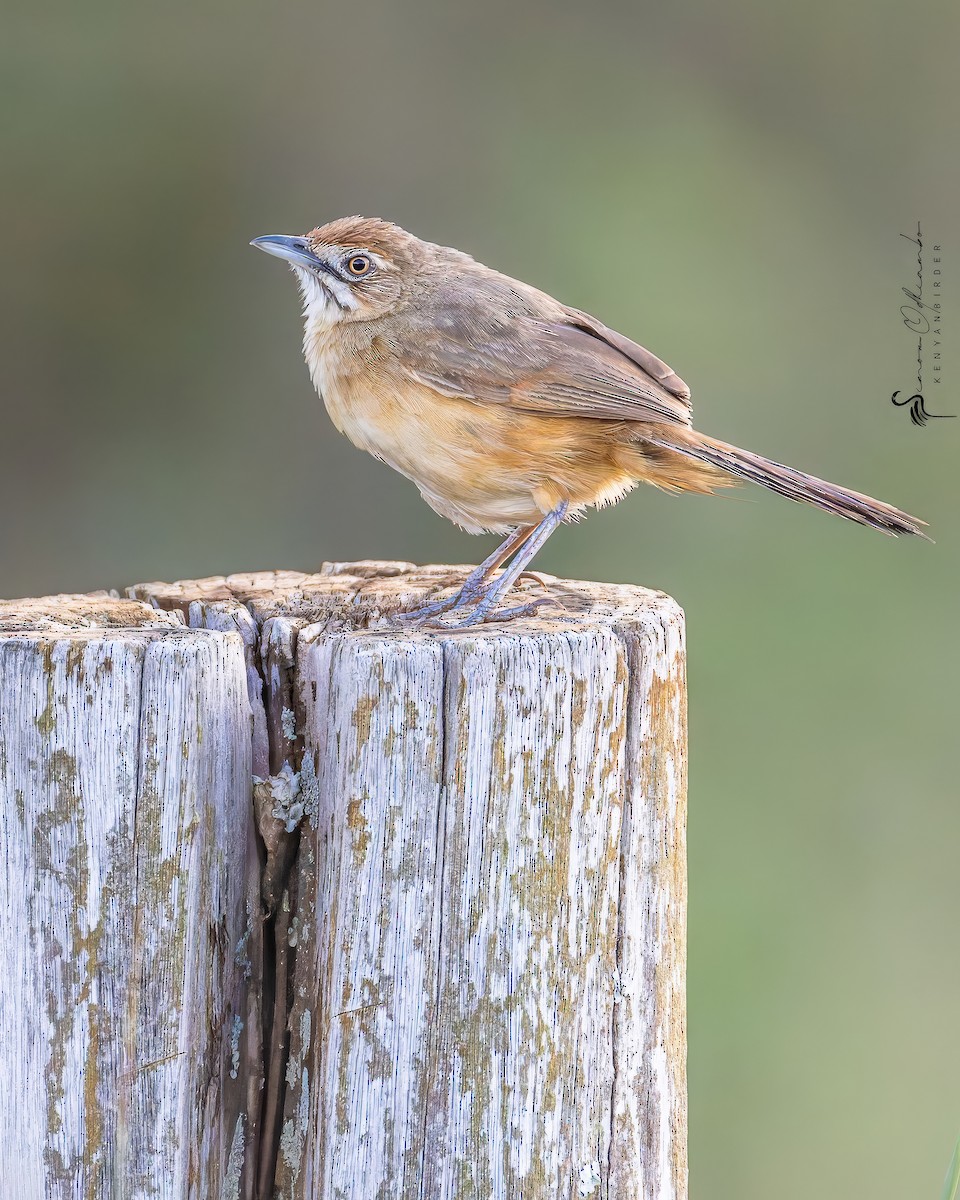 Moustached Grass-Warbler - ML618755428
