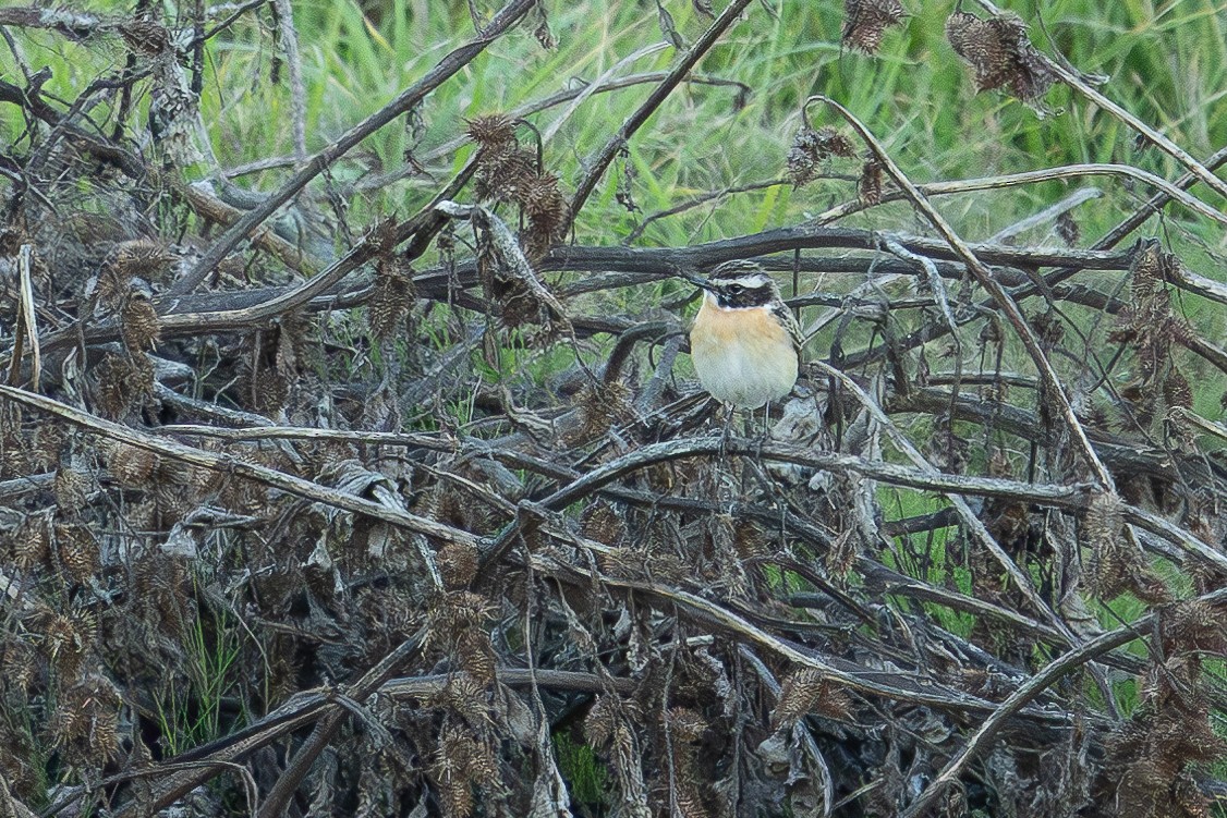 Whinchat - ML618755431