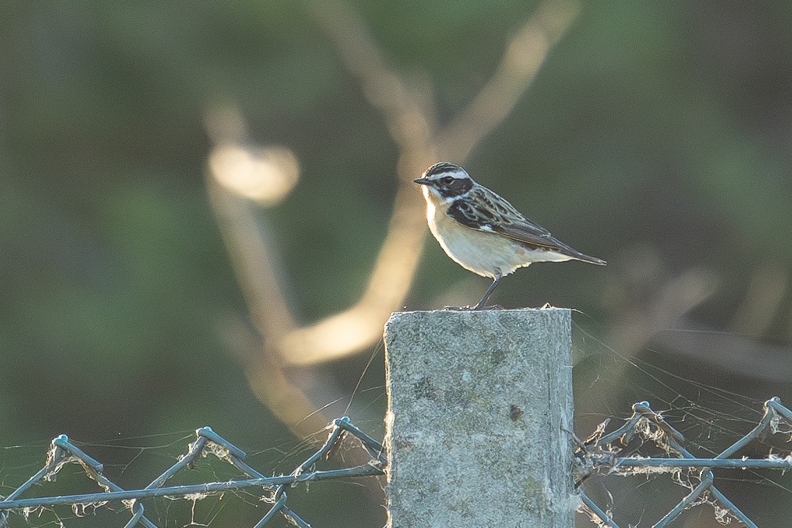 Whinchat - ML618755432