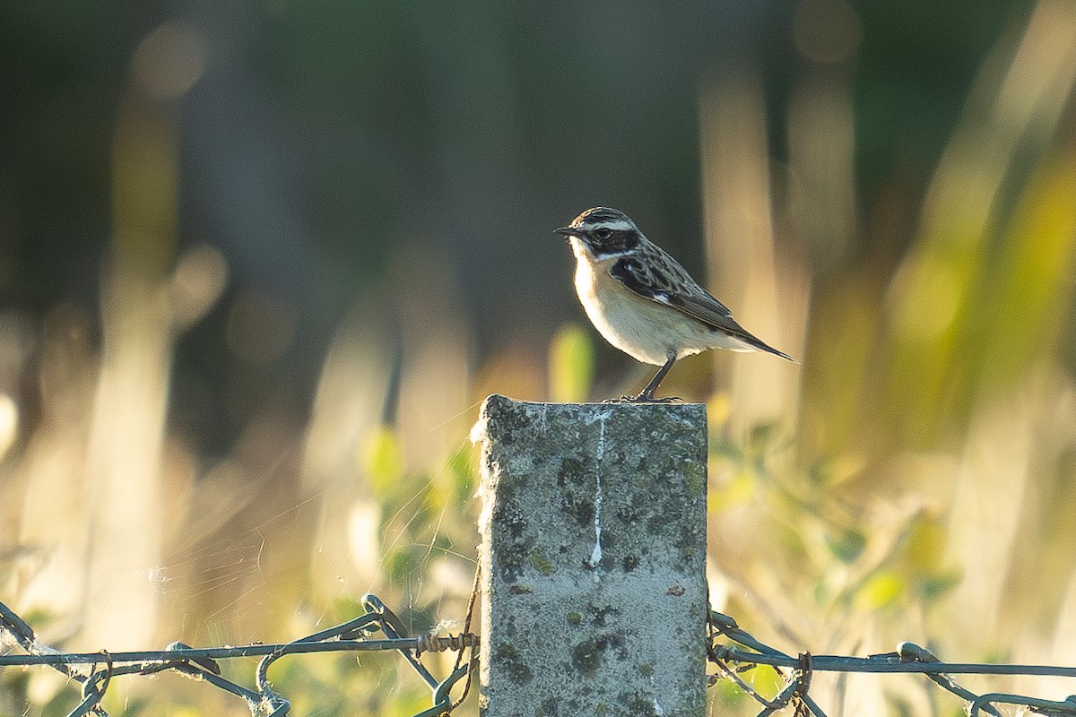 Whinchat - ML618755433