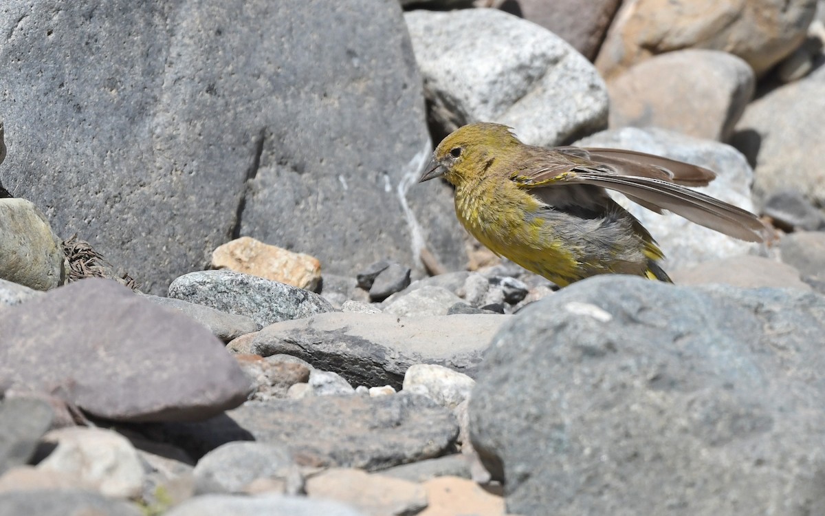 Greater Yellow-Finch - ML618755436