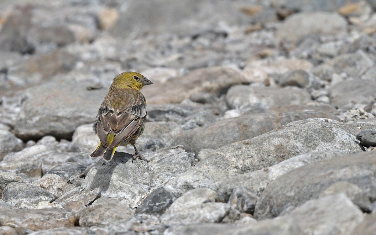 Greater Yellow-Finch - ML618755437