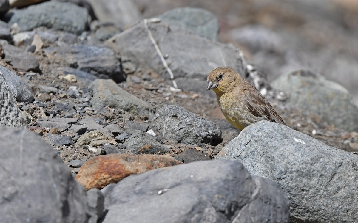 Greater Yellow-Finch - ML618755440