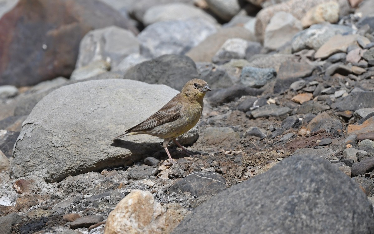 Greater Yellow-Finch - ML618755441